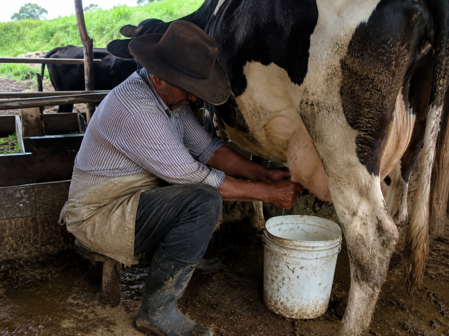 Ordeño en el campo colombiano